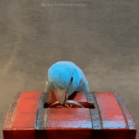 Money Bird GIF Money Bird GIF